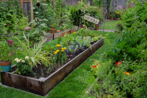 Responses to Advantages of Raised Beds