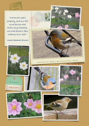 Bird photos taken by Mary Schumacher, RSCJ