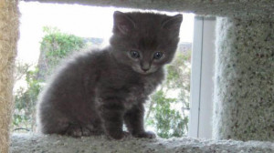 two cats and 10 kittens, including this one, that were found abandoned ...