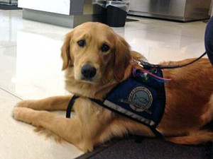 comfort-dogs-arrive-in-boston-to-help-with-the-healing.jpg