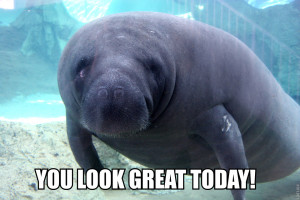 omg comfort encouragement calming manatee I'm crying now