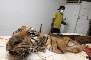 Indonesia’s Largest Zoo Accused of Animal Abuse