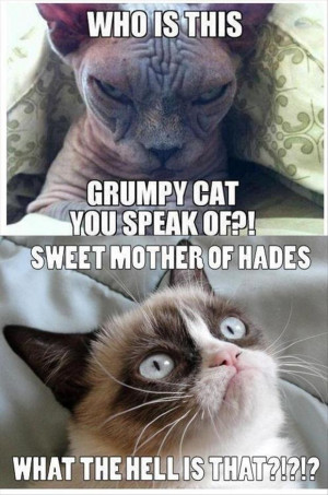 Grumpy Cat Meme
