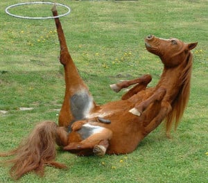 funny-horse-pic