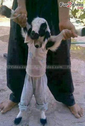 Funny Goat Picture