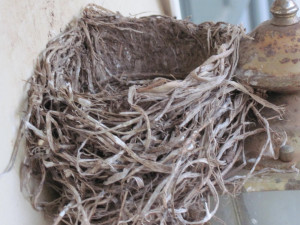 Empty Nest Quotes Empty nest syndrome