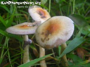 Magic Mushrooms Koh...