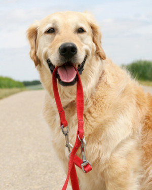 ... for in a dog walker to ensure that both you and your dog are happy