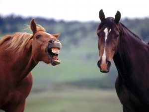 Horse Play - animals wallpaper image with horses
