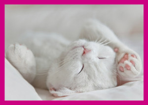 Photo by Sabine Rath