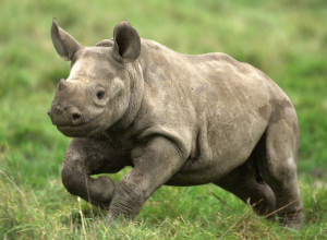 Black Rhino - Endangered Black Rhino - Save the Rhino