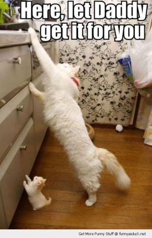 let daddy get that cute cat kitten lolcat animal reaching unit kitchen ...