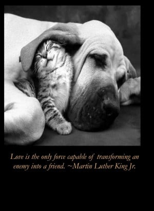 cats animals quotes dogs martin luther king kittens motivational ...
