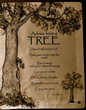 now some say the wisdom of trees is an old wives tale but curiously ...