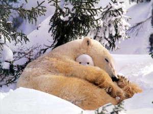 Funny photos cute polar bear mother baby snow