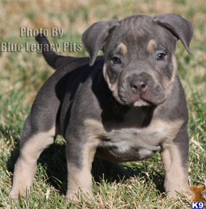 American Bully Brown Pit