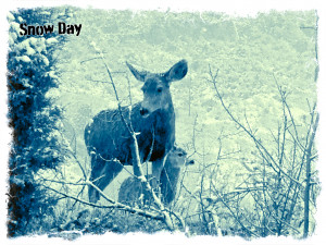 Snow Day