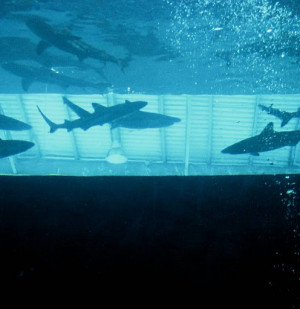 the open-top shark tank of