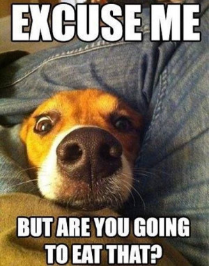 Funny dogs, funny dog quotes, funny dog pictures, dog jokes, humor ...