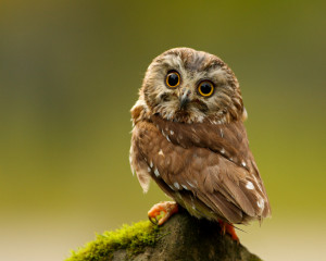 An owl being wherever it wants to be.