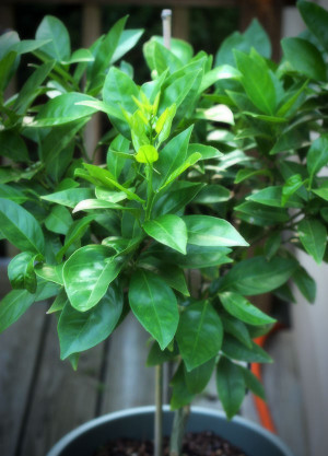 Orange Tree Leaf Diseases