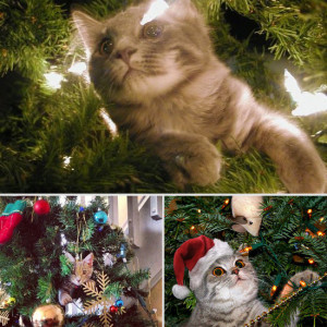 Cute Pictures of Pets Stuck in Christmas Trees