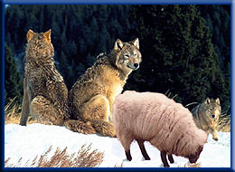 Sheep Among Wolves – Matthew 10:16-22 [Daily Devotional]