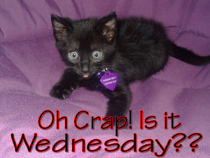 Hump Day Wednesday Cat Kitten MySpace Comments Image