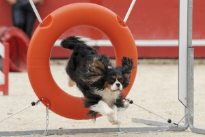 dog agility course tire jump