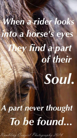 Horses Eyes Quotes Look into a horses eyes. via dana gartmann