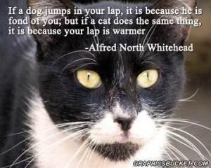 Cute cat pictures with quotes cat quotes graphics for facebook