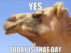 ... hump day camel wednesday quotes happy wednesday happy wednesday quotes