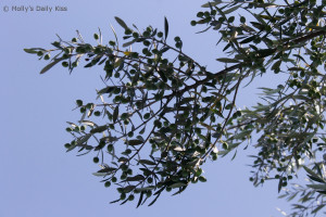 Olives on the olive tree with bright blue sky background