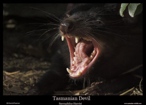 honey badger vs tasmanian devil