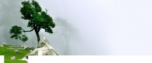 zen view of tree with breezing fog as background Facebook cover