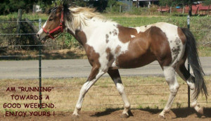 Displaying (20) Gallery Images For Horse Ecards...