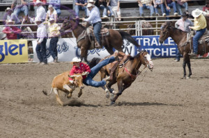Cowboy Falling Off Horse To Grab Steer By Horns In Steer Wrestling ...