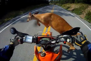 deer jumped right in front of a motorcycle rider during a road rally ...