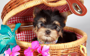 Screen Savers Cute Dog In Basket Wallpaper,Images,Pictures,Photos,HD ...