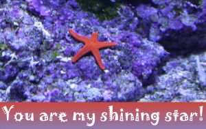 Red starfish with the words 