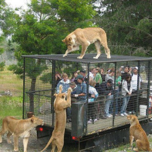 This is the correct way to see the wild animals