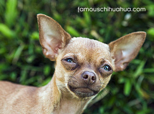 helpful chihuahua information and facts chihuahua owners should know!