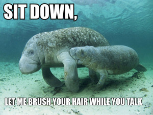 omg comfort encouragement calming manatee I'm crying now