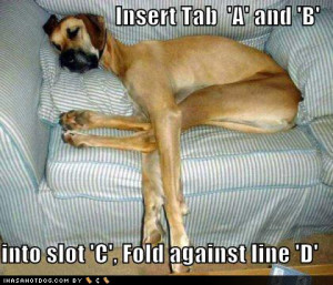 dog funny pictures best dog pictures download very creative and funny ...