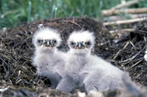 Stand by for baby eagles on webcam!