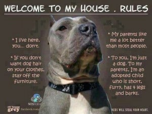 pitbull funny house rules dog love