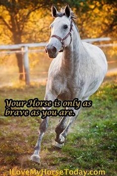 Your horse is only as brave as you are... hors power, thing hors, hors ...