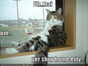 funny pictures cat dog love mixalot funny pictures cat drinks