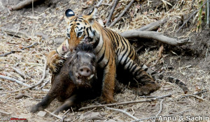 Crouching Tiger, Unaware prey - Hunt and Kill: TATR - Awesome ...