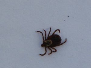 American Dog Tick Wood